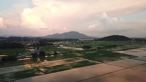 Aus-Der-Luft-Fliegendes-Reisfeld-In-Der-Nähe-Des-Malays-Dorfes-In-Penang,-Malaysia.